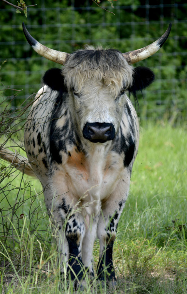 Highland2.jpg