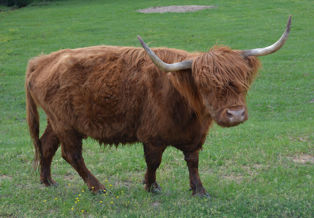 Highland3.jpg
