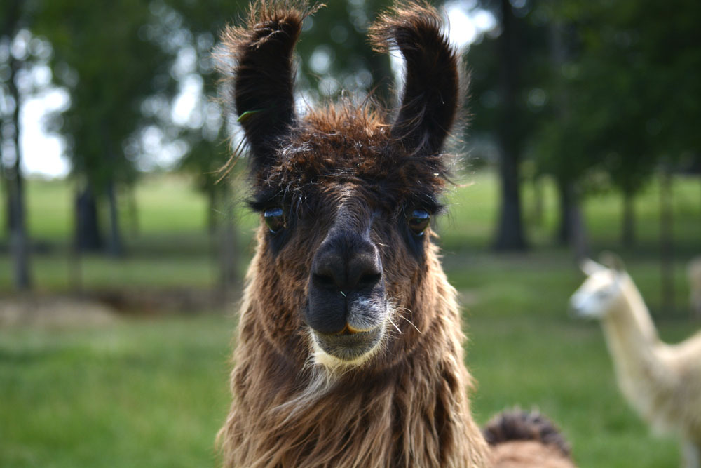 Llama1.jpg