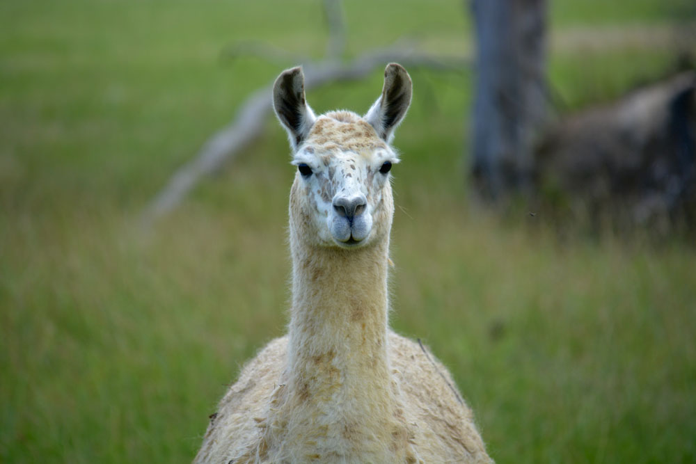 Llama2.jpg