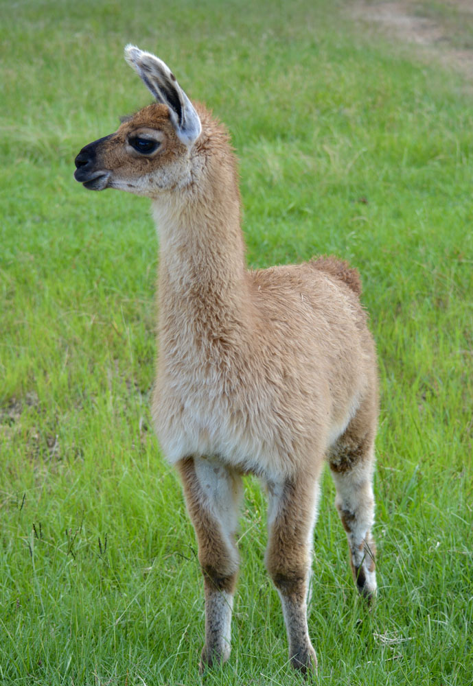 Llama3.jpg