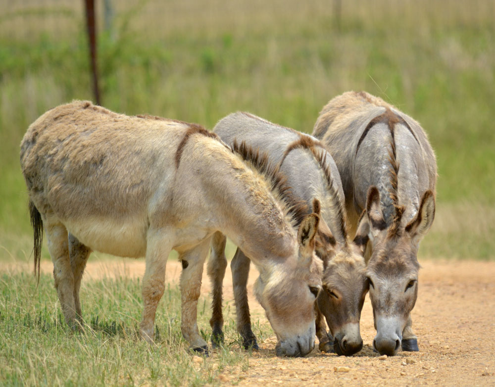 MiniatureDonkey1.jpg