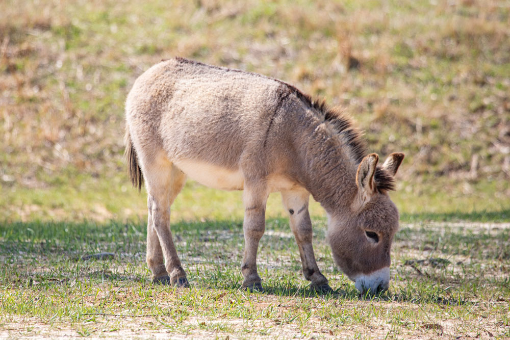 MiniatureDonkey2.jpg