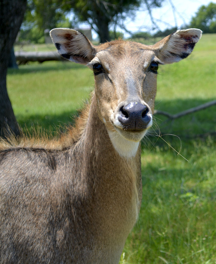 Nilgai2.jpg