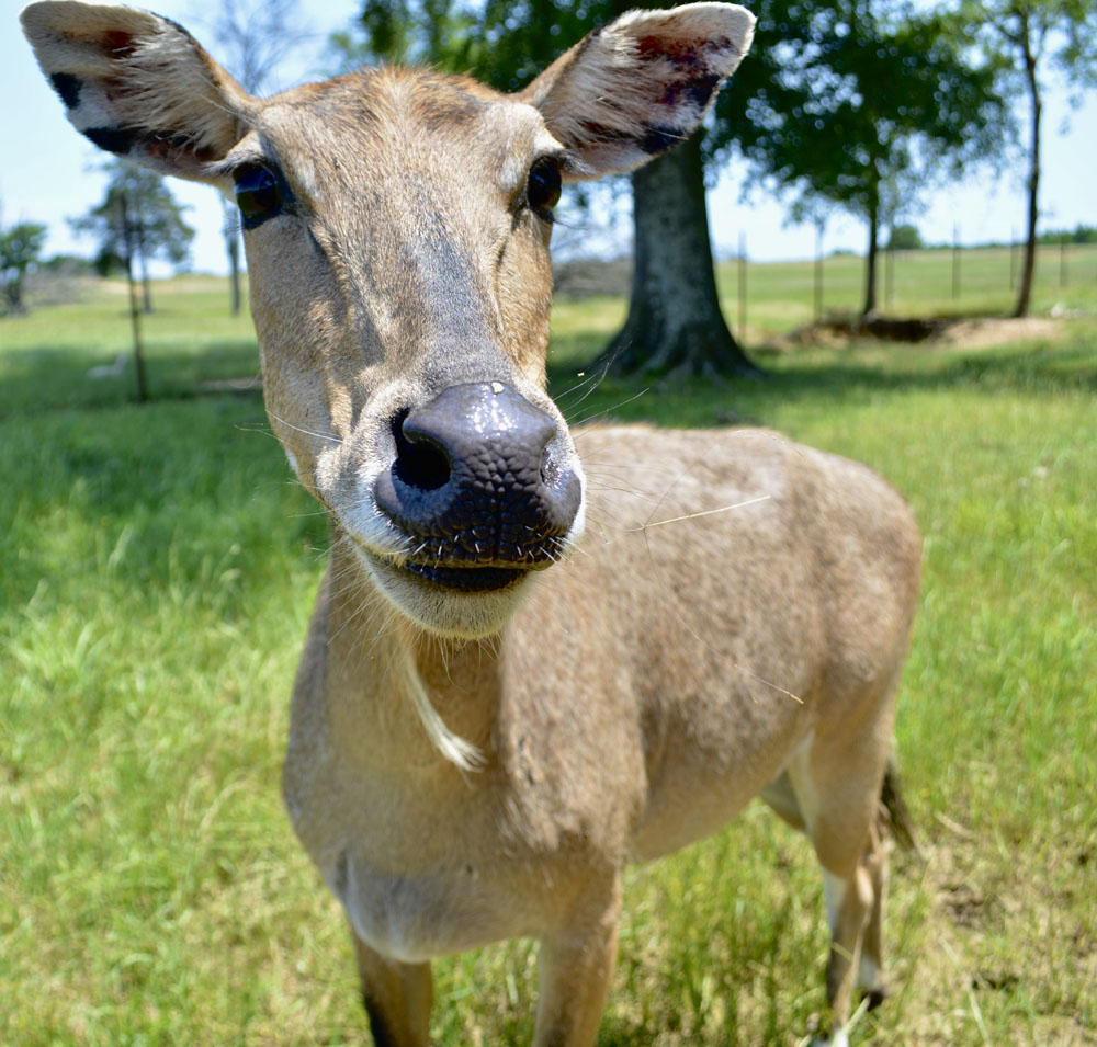 Nilgai3.jpg