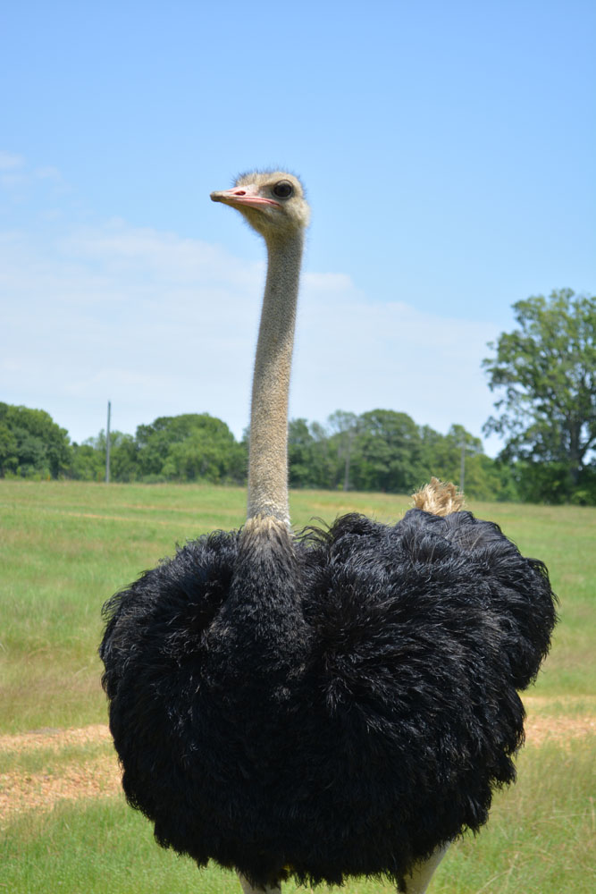 Ostrich1.jpg