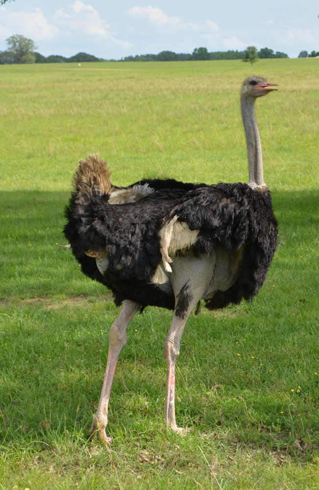 Ostrich2.jpg