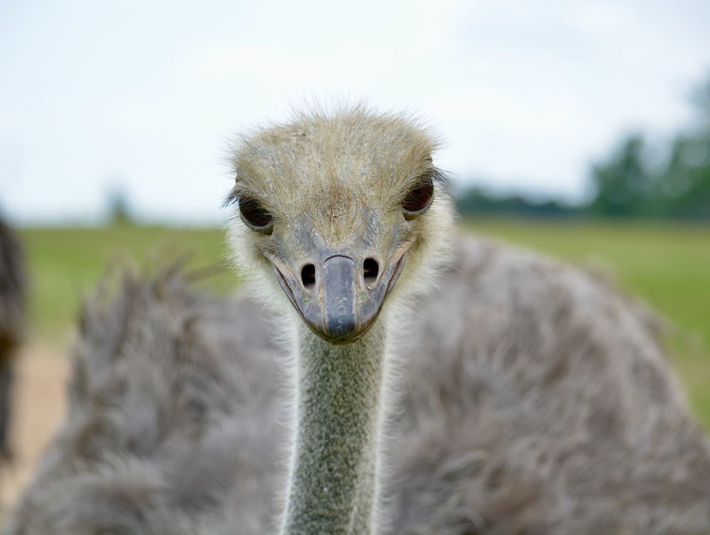 Ostrich3.jpg