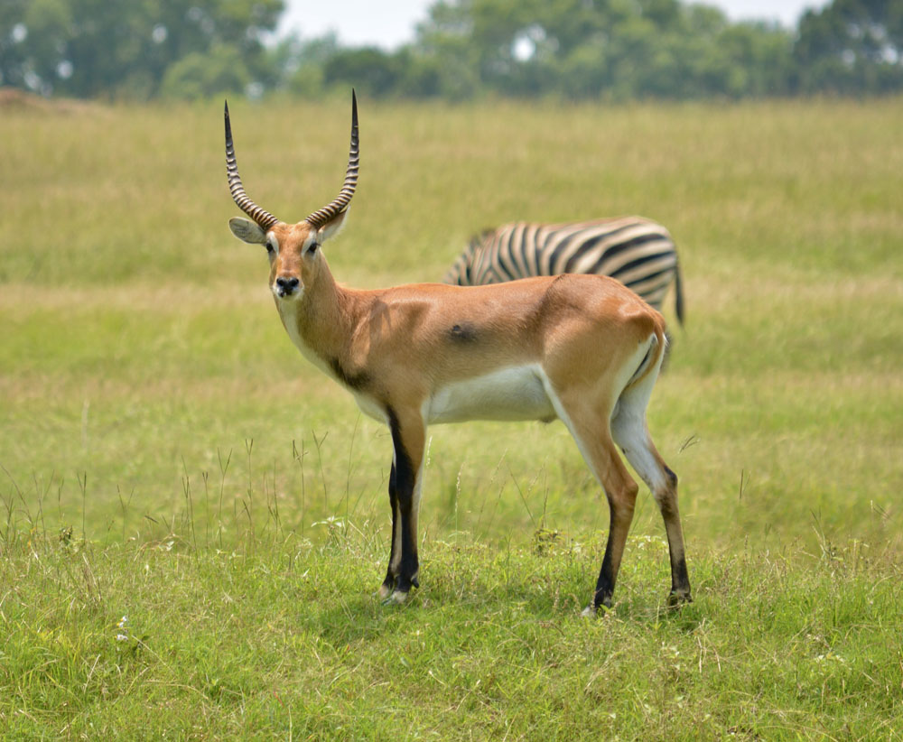 RedLechwe1.jpg