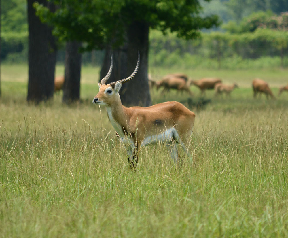 RedLechwe2.jpg