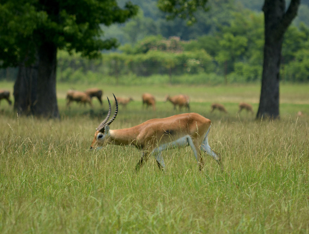 RedLechwe3.jpg