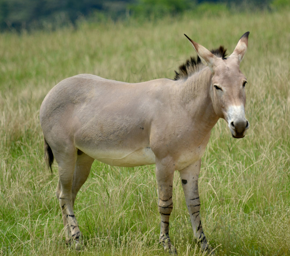 SomaliWildAss1.jpg