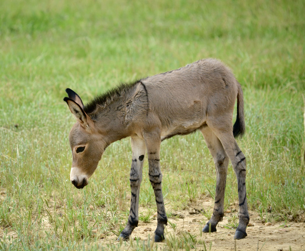 SomaliWildAss2.jpg