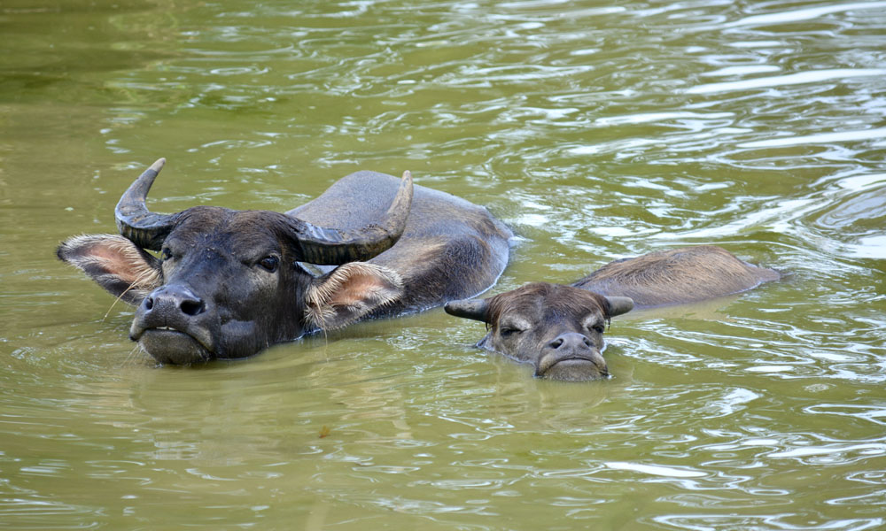 WaterBuffalo1.jpg