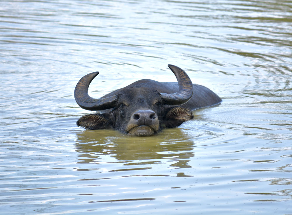 WaterBuffalo2.jpg