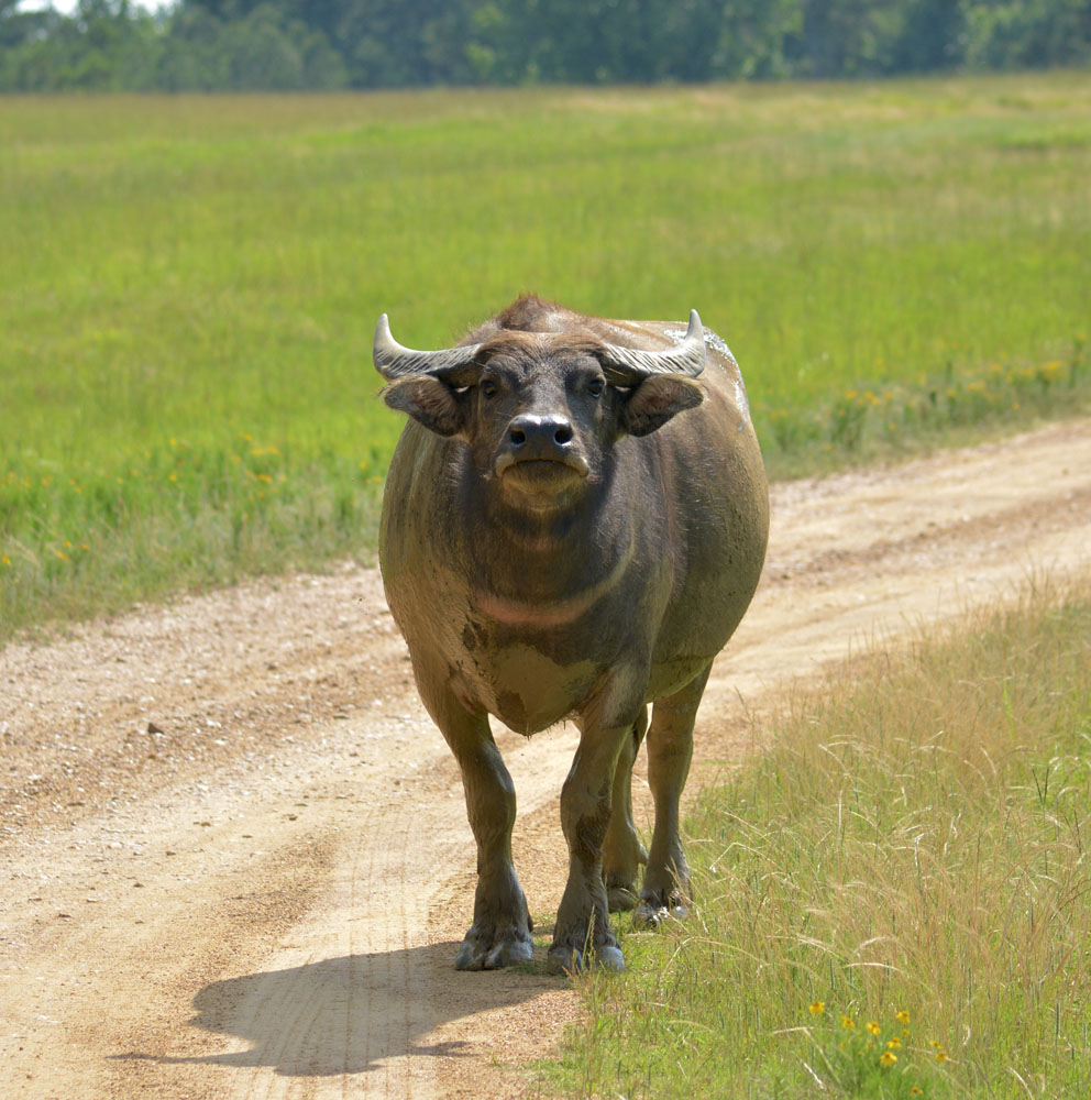 WaterBuffalo3.jpg