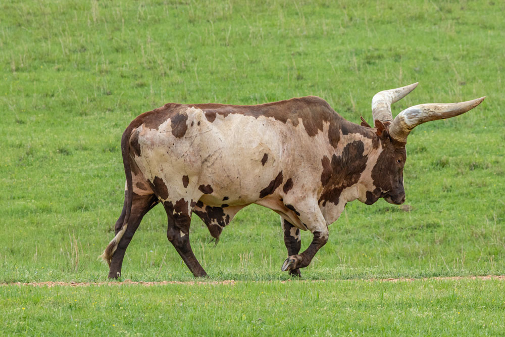 Watusi1.jpg