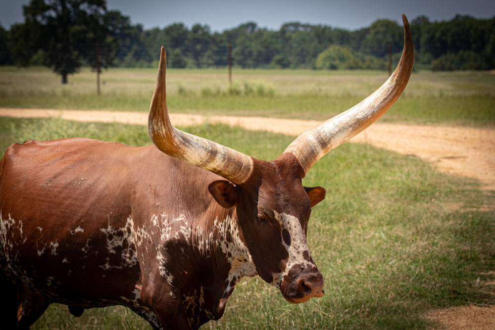 Watusi2.jpg