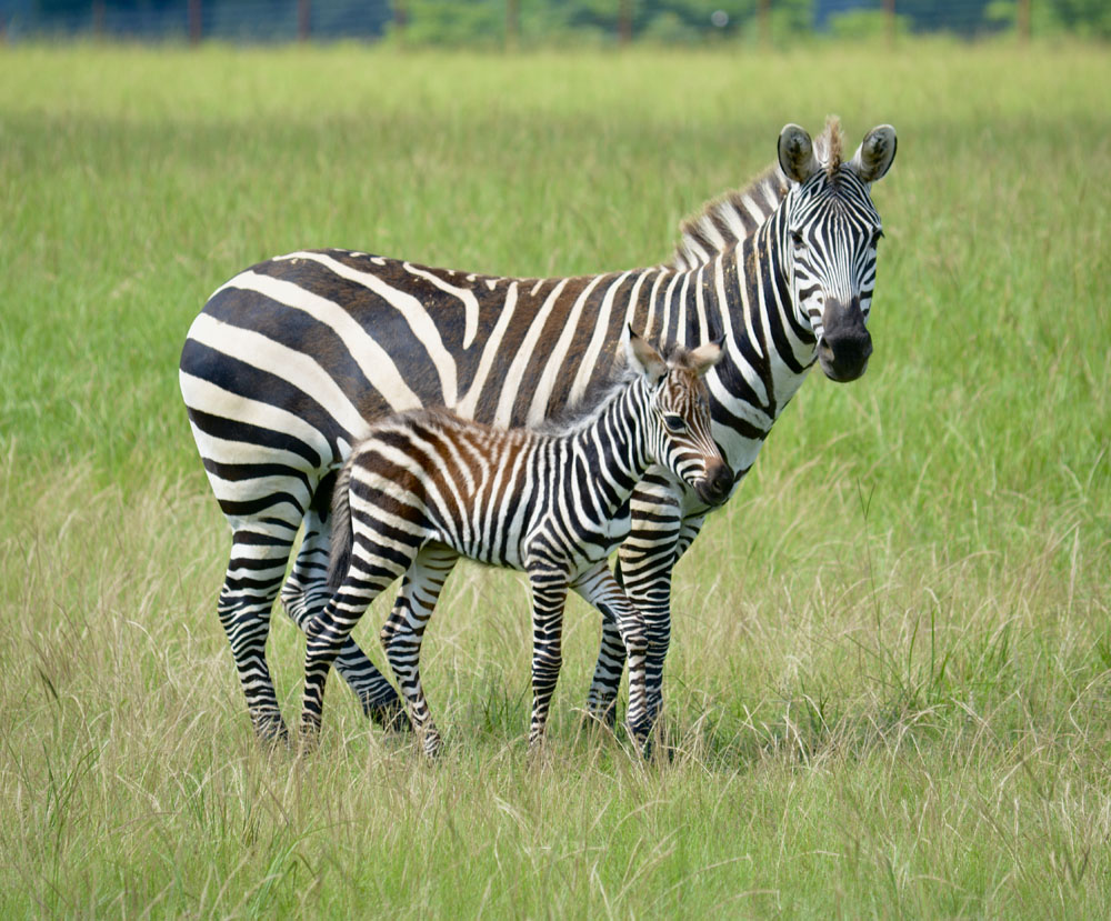 Zebra1.jpg
