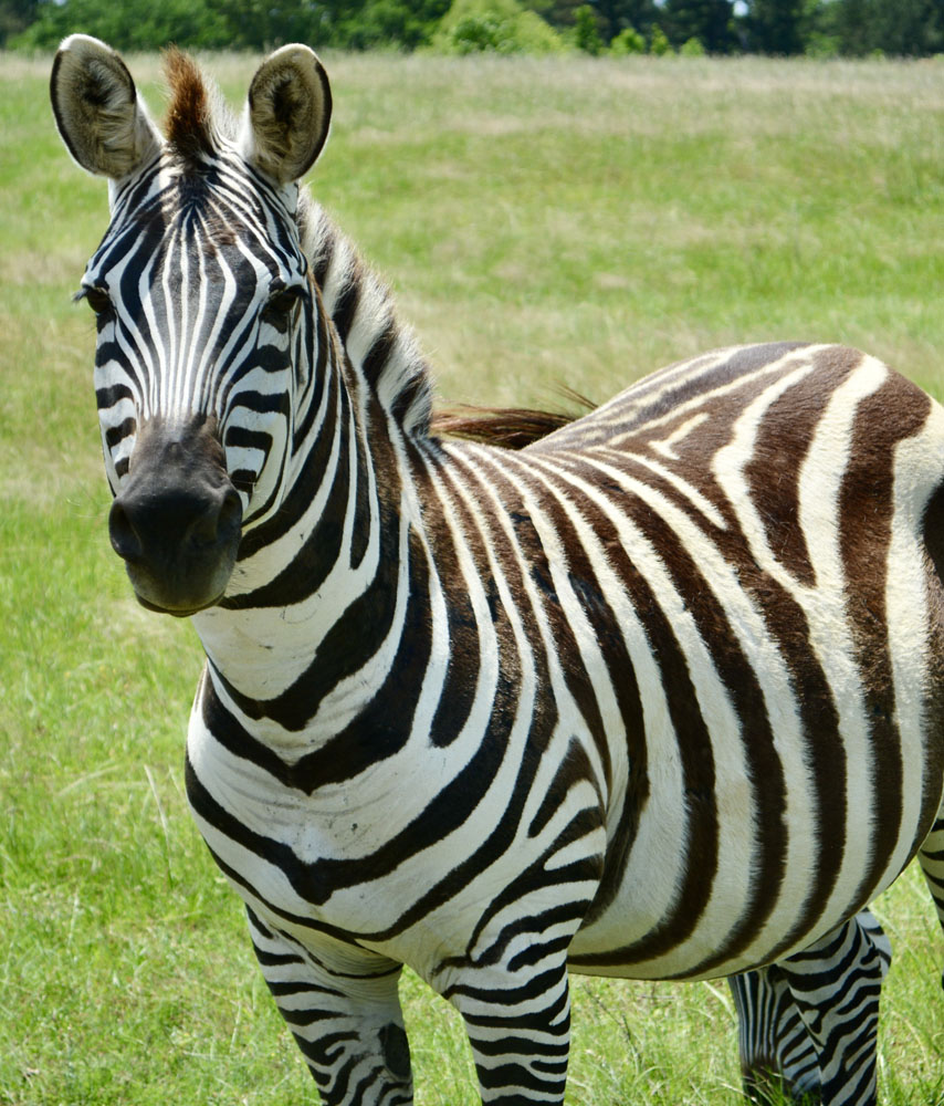 Zebra2.jpg