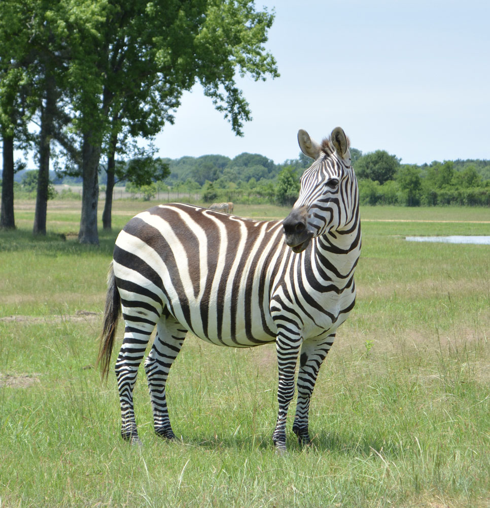 Zebra3.jpg