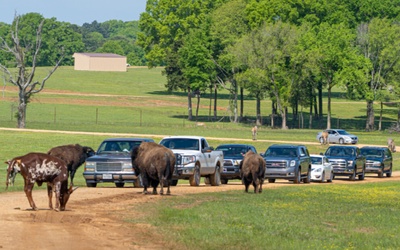 wild wilderness drive-through safari reviews