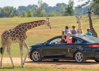 Safari Wild Animal Park, Safari Drive & Walk Through, Bartlett TN