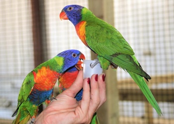 Lorikeet Feeding, Collierville TN