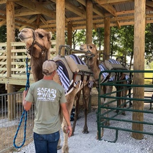 Camel Rides, Germantown TN Camel Rides, Germantown TN