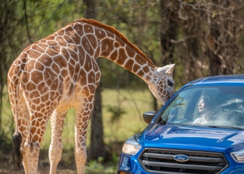 Giraffe Feeding, Memphis TN