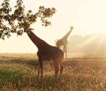 Safari Wild Animal Park, Memphis TN