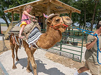 Camel Rides, Memphis TN