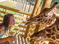 Giraffe Feeding, Memphis TN