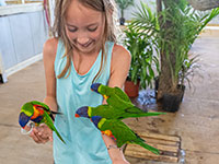 Lorikeet Feeding, Memphis TN Lorikeet Feeding, Memphis TN