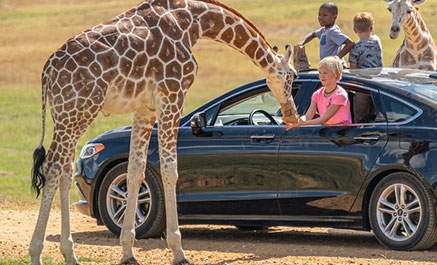 Choose Your Safari Experience!