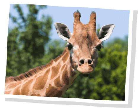 Giraffe Feeding