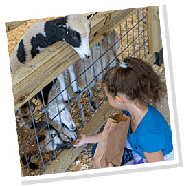 Petting Zoo Barn