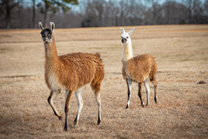 alpacas