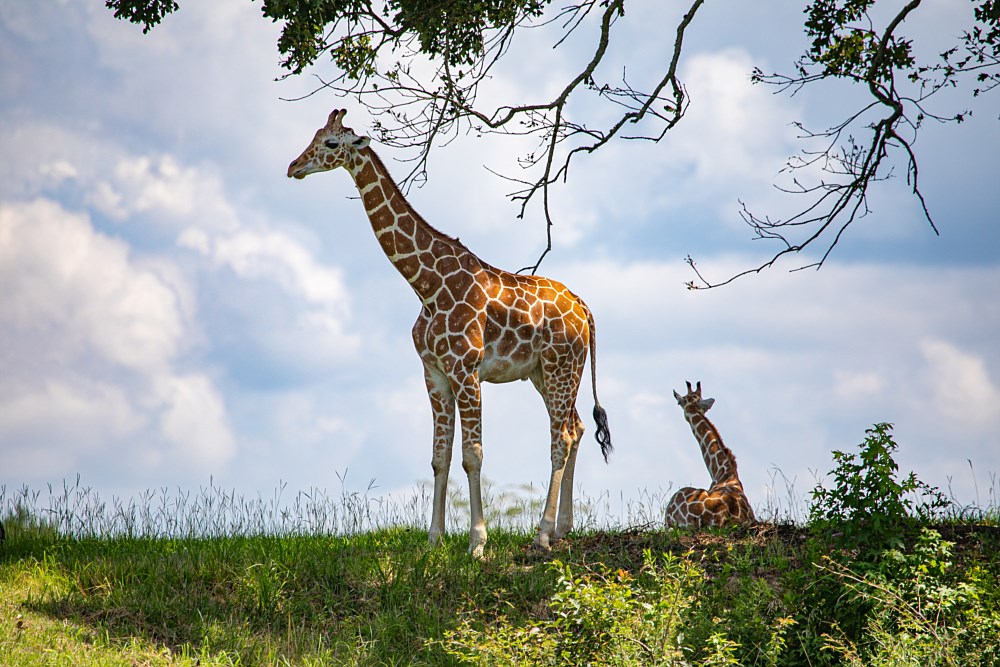 safari wildlife park mississippi