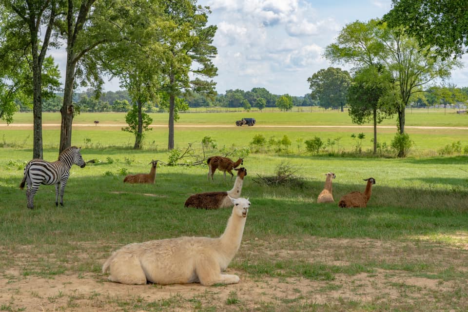 safari wild animal park tn