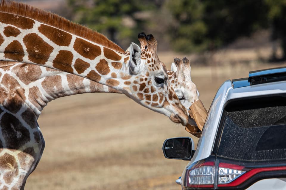 safari wild animal park como mississippi