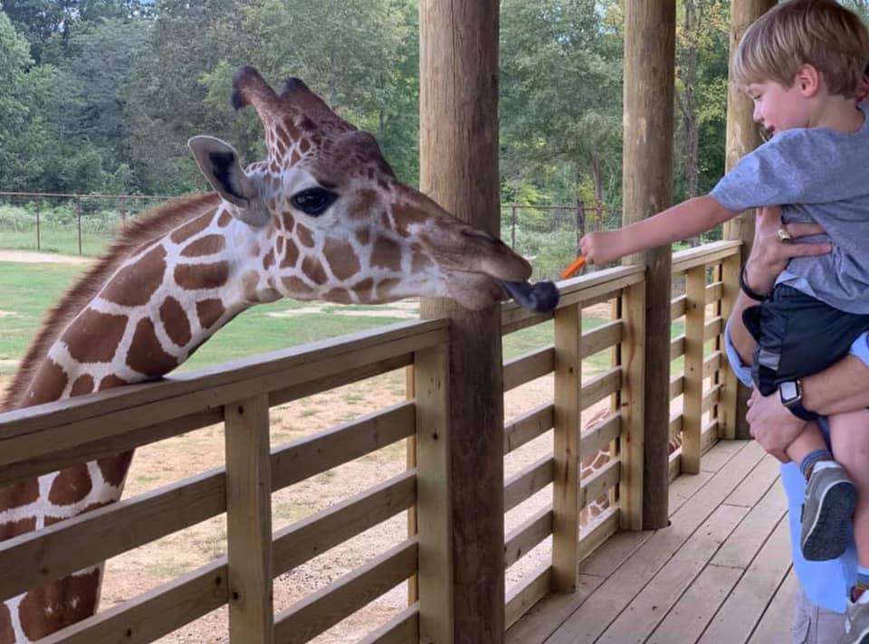 safari feeding animals near me