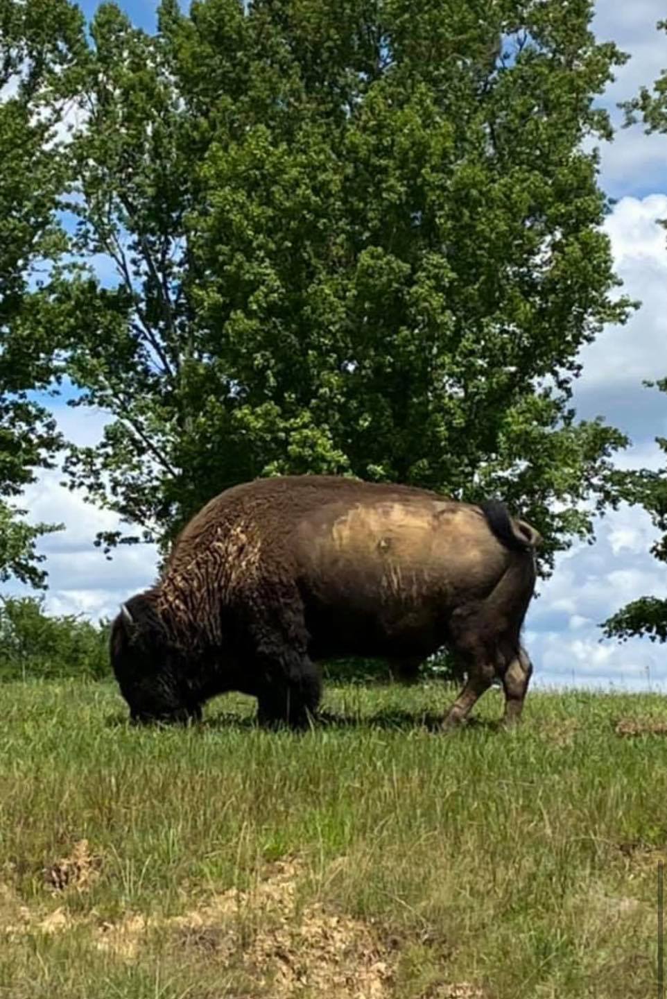 safari wild animal park tn