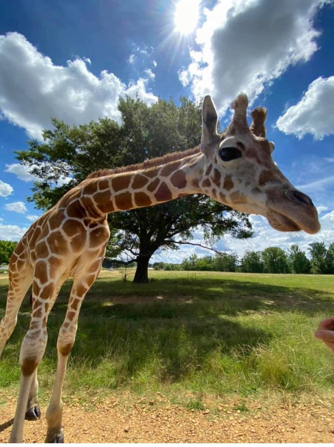 safari wild animal park in mississippi