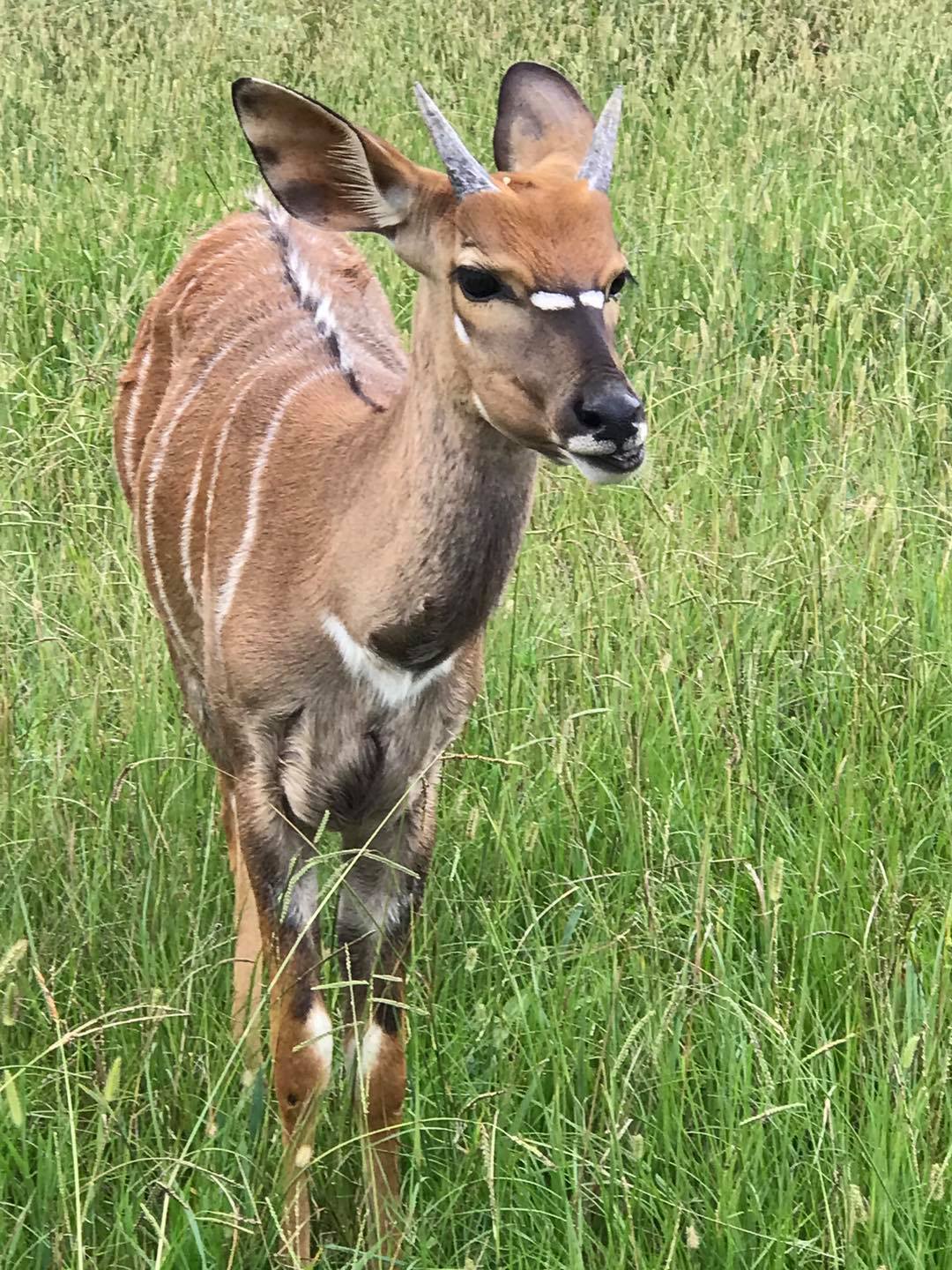 wild animal safari como ms