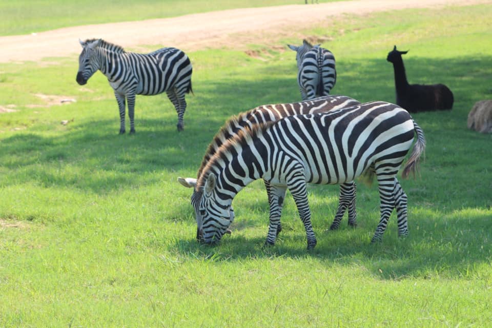 safari wild animal park tn