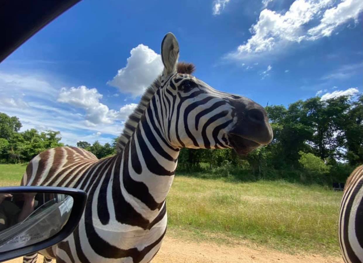 safari wild animal park tn