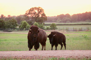 buffalo