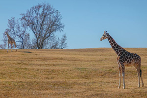 giraffes