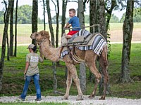 Camel Riding Animal Park